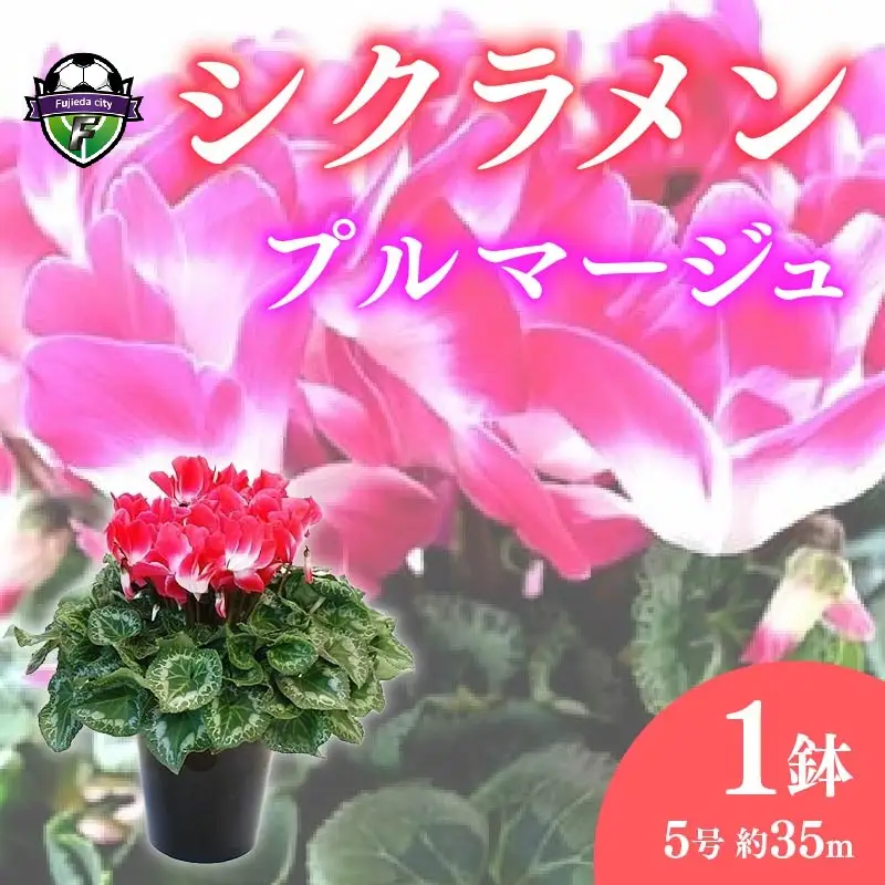【 先行予約 ：2026年12月発送 】 花 シクラメン 鉢植え プルマージュ 5号 花 オンライン決済限定 花