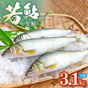 【先行予約】2026年7月上旬より発送開始　若鮎(生鮎)3.1㎏【冷蔵】 N070-YC230_1