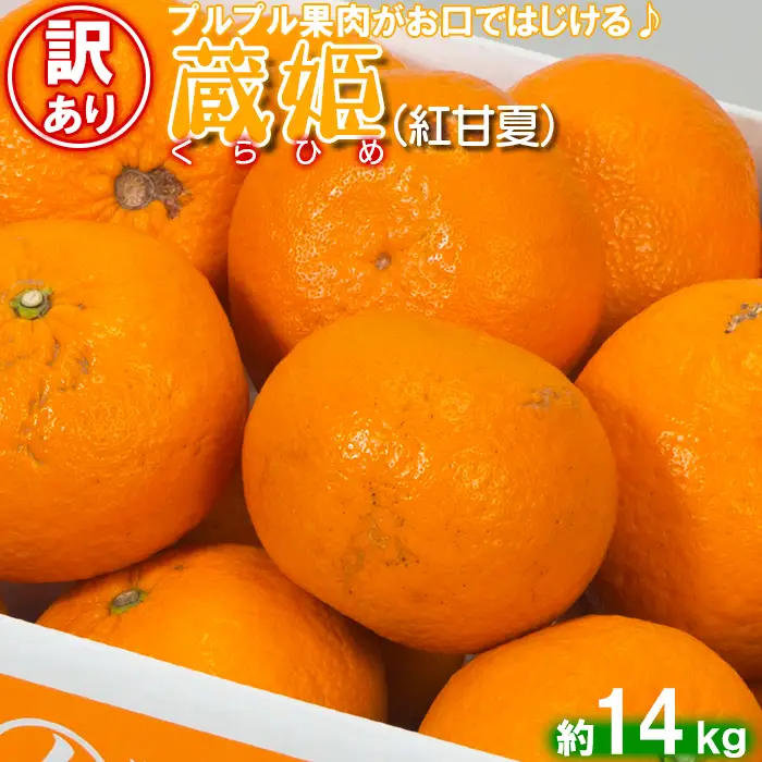 蔵姫 くらひめ (紅甘夏) (訳あり 優品) 約14kg 【今村農園】 果物 期間限定 数量限定 九州 大分県 訳あり ＜107-031＞