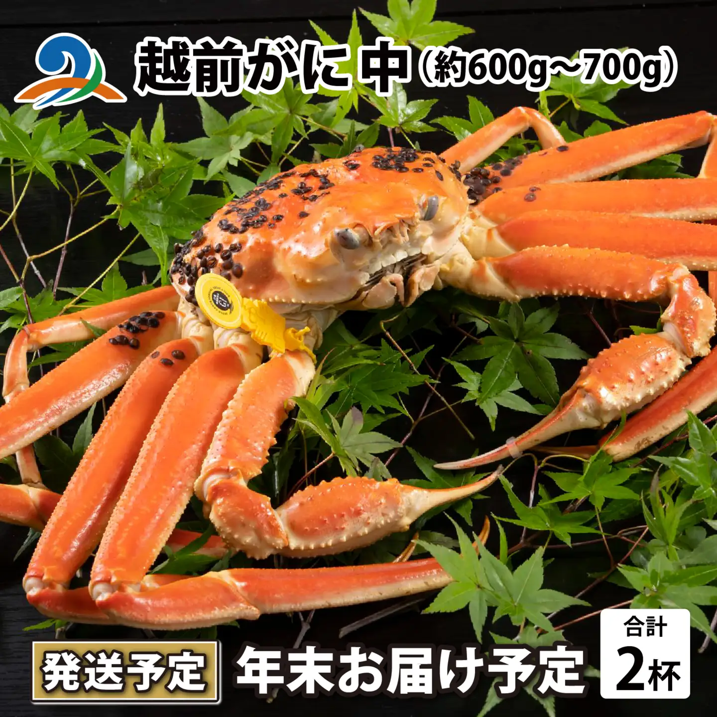 【先行予約】【年末お届け予定】越前がに 中 （約600g～700g） 2杯