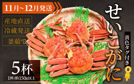 【先行予約】せいこがに 約150g以上×5杯【11月～12月発送】 日本海 直送
