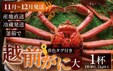 【先行予約】越前がに 大 (約1.1kg以上)×1杯【11月～12月発送】日本海 直送