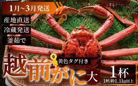 【先行予約】越前がに 大 (約1.1kg以上)×1杯【1月～3月発送】 日本海 直送