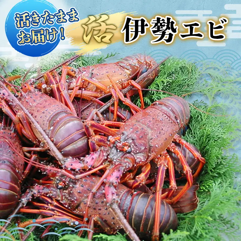 水産 活伊勢海老 4～8匹 活きたままお届け 海鮮 刺身 毎年10月～翌年5月中旬出荷予定