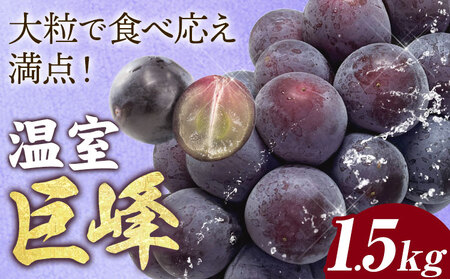 農園直送 温室巨峰 1.5kg 阿部ぶどう園 ぶどう温室巨峰《7月中旬-8月末頃出荷》ぶどうぶどうぶどうぶどう 【配送不可地域あり】