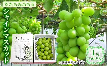 【2026年先行予約】 ぶどう 岡山県産 たたらみねらる シャインマスカット 1房(約600g) 《2026年8月下旬-10月下旬頃出荷》 葡萄 ブドウ フルーツ 果物 スイーツ 数量限定 期間限定 岡山 里庄町