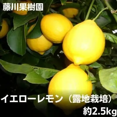 レモン イエローレモン 露地栽培 レモン【約2.5kg】【先行予約】