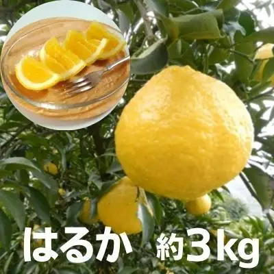 はるか 約3kg 果物類 柑橘類 フルーツ みかん ミカン
