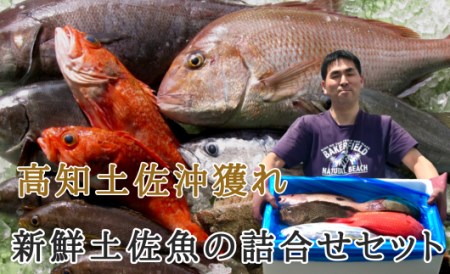 詰合せセットD 海鮮 新鮮土佐魚 海鮮