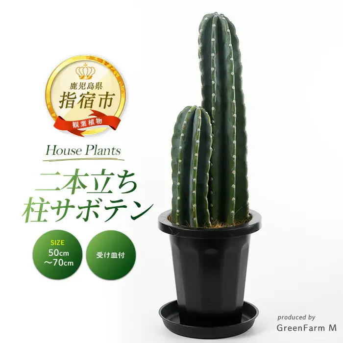 【観葉植物】二本立ち柱サボテン 50cm～70cm Green Farm M IB075-006 観葉植物 ※北海道・沖縄・離島配送不可