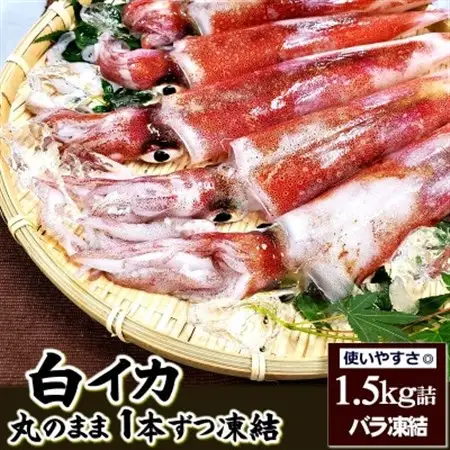 兵庫県新温泉町　白イカ(冷凍)約1.5kg(5-12杯程度入)【配送不可地域：離島】【1114071】