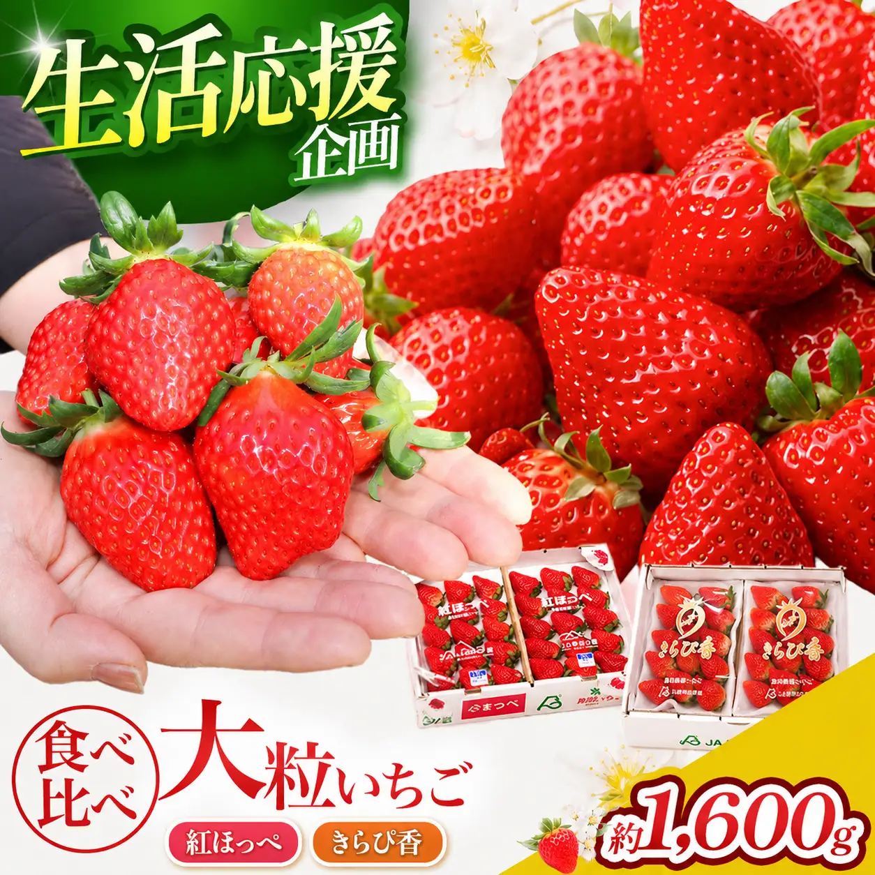 【先行予約/数量限定】名産地伊豆のきらぴ香・紅ほっぺ食べ比べセット（約400g×4パック）