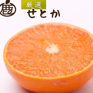 ＜2月より発送＞厳選 せとか2.5kg+250g（傷み補償分）◇｜柑橘・春みかんの王様【光センサー選果・食べ頃出荷】