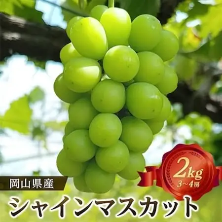岡山県産シャインマスカット2kg(3～4房)_果物・フルーツ ぶどう・マスカット  ブドウ 葡萄 _【配送不可地域：離島】【1088752】