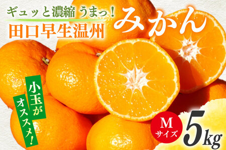 【期間限定発送】 みかん 5kg ギュッと濃縮 うまっ！ 田口早生温州みかん M