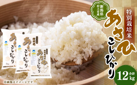 【令和7年産米】新潟県村上市産 特別栽培米 コシヒカリ 12kg  B4029 