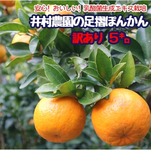 令和9年1月発送予定 訳あり 家庭用 足摺ぽんかん ５kg デコポンの親 みかん 柑橘 果物 果実 ミカン  ポンカン フルーツ おやつ デザート 5キロ 美味しい 高知 井村農園【R01488】