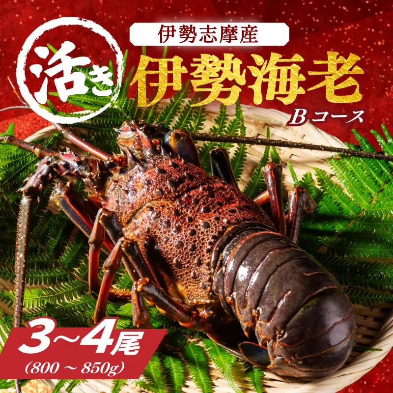 【活伊勢海老】伊勢海老 約800～850g 3～4尾 