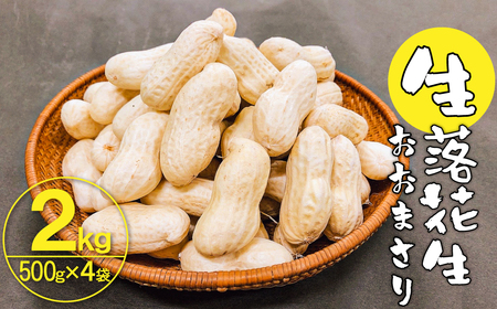 生落花生 おおまさり 2kg とれたて 耕地の美味しい野菜シリーズ第1弾 H132-028