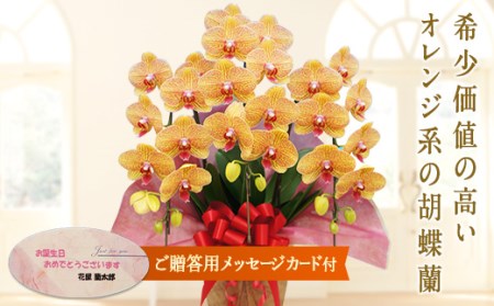 胡蝶蘭 シルクオレンジ 3本立ち 【メッセージカード付】還暦 お祝い 当選 就任　開業 新築　長生き　母の日　父の日 商売繁盛　記念　お歳暮　お中元 お花 贈り物 プレゼント ギフト こちょうらん F20E-415