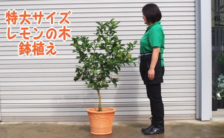 苗木 特大サイズ レモンの木鉢植え テラコッタ鉢 40cm 配送不可 北海道 沖縄 離島 れもん 檸檬 Lemon 観葉植物 ガーデニング 花 実 香り 