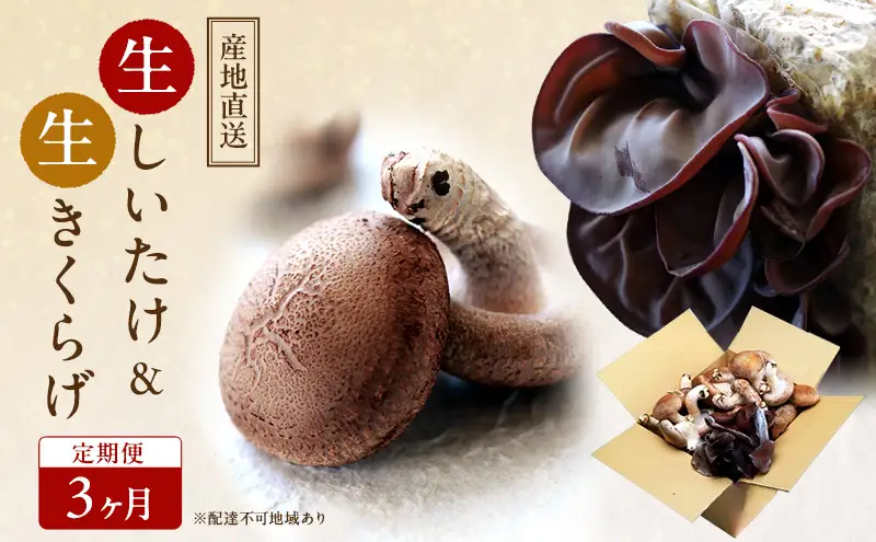 【 産地直送 】 有機JAS 生椎茸 800g ＆ 生きくらげ 200g 定期便 3ヶ月 オーガニック しいたけ 椎茸 きくらげ きのこ 野菜 岡山県 玉野市 栽培期間中化学肥料不使用 栽培期間中農薬不使用 野菜セット 