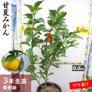 柑橘類 甘夏みかん 3年生 苗木 《訳あり》