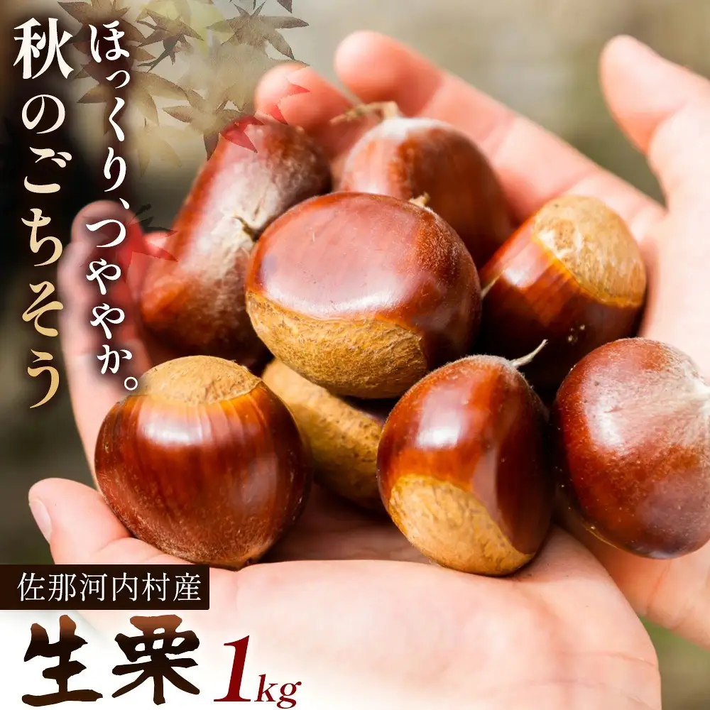 佐那河内産　生栗1kg(サイズ混合)《10月上旬-10月末頃発送》