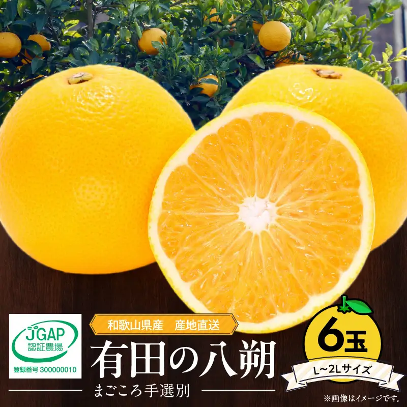 【2027年先行予約】和歌山県産 有田の八朔 (はっさく) 6玉【L～2Lサイズ】まごころ手選別 _ZE6306n