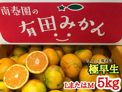 【ちょっと傷あり】極早生・有田みかん 約5kg(LまたはMサイズ)_ZF6004n