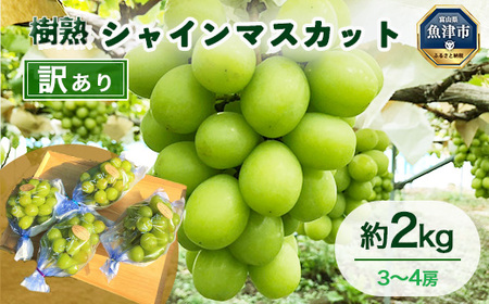 【早期予約】訳あり シャインマスカット 約2kg 樹熟 3～4房｜ 富山県産 マスカット ぶどう ブドウ 葡萄 ※北海道・沖縄・離島への配送不可 ※2026年10月～発送