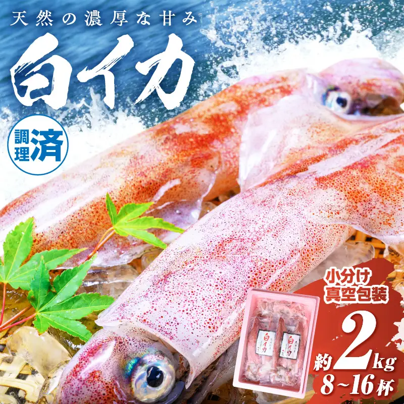 白イカケンサキ正味2kg しろいか