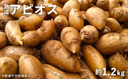 アピオス 桑原農園 錦町産 熟成 根菜 アピオス【約1.2kg】