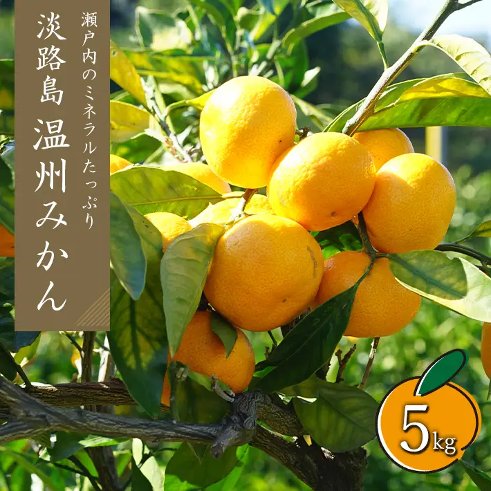 温州みかん　5kg　サイズ色々Ｓ・Ｍ・Ｌミックス