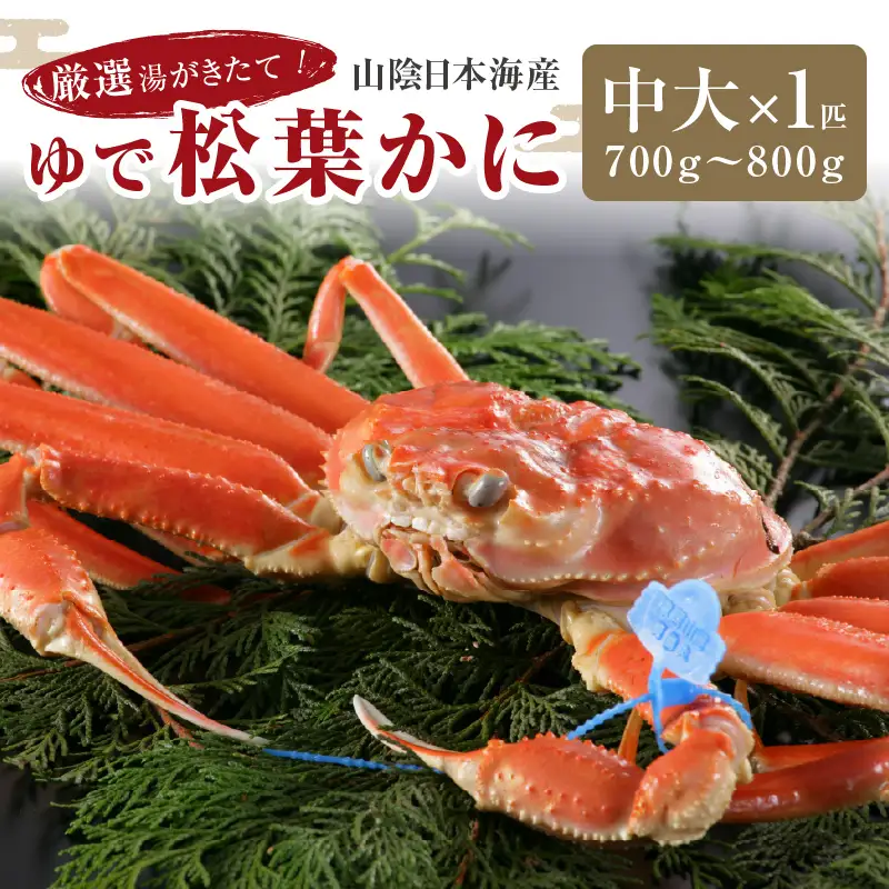かに卸問屋がお届け・自社釜ゆで！山陰沖ゆで松葉がに 700ｇ～800ｇ 中大サイズ（11月発送）／北畿水産