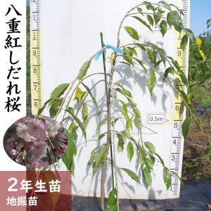 サクラ(桜) 八重紅しだれ桜 2年生 苗木＜すだ農園＞