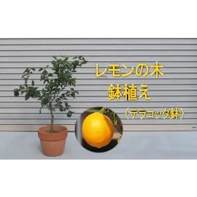 苗木 レモンの木鉢植え テラコッタ鉢 30cm 配送不可 北海道 沖縄 離島 れもん 檸檬 Lemon 観葉植物 ガーデニング 花 実 香り 箱から出してそのまま設置するだけ