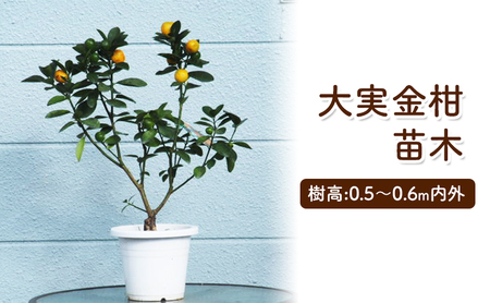苗木 きんかん 大実金柑 キンカン 金柑 プラスティック鉢 植物 ガーデン インテリア 