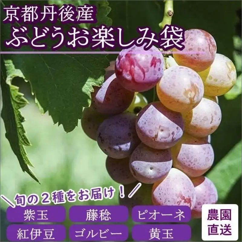 ぶどう 食べ比べ【数量限定】京都丹後産 ぶどうお楽しみ袋（2026年8月下旬～発送）ぶどう盛り合わせ・葡萄・ぶどうセット・食べ比べ