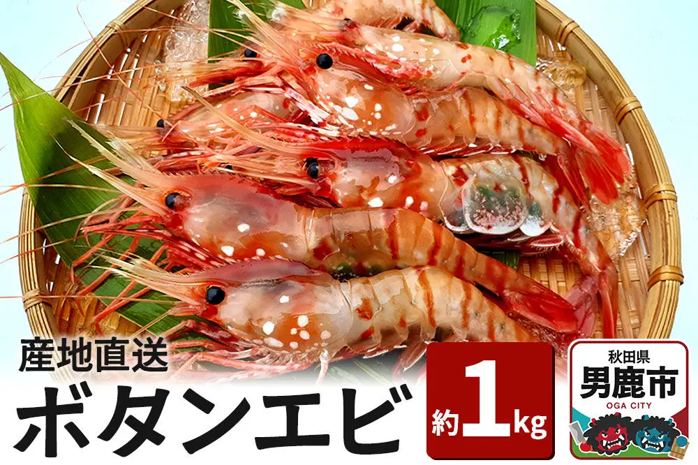 産地直送 ボタンエビ 約1kg！ ぷりっぷりでとろける甘さ お刺身や海鮮丼に 秋田県 男鹿市 萬漁水産