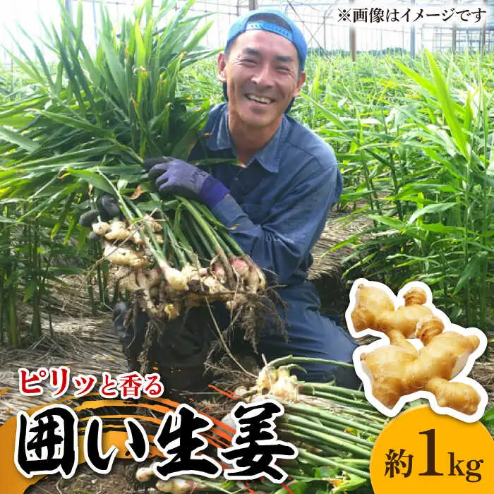 囲い生姜 約 1kg / ショウガ 南島原市 / ふくはちファーム / 福島農園 [SBS009]