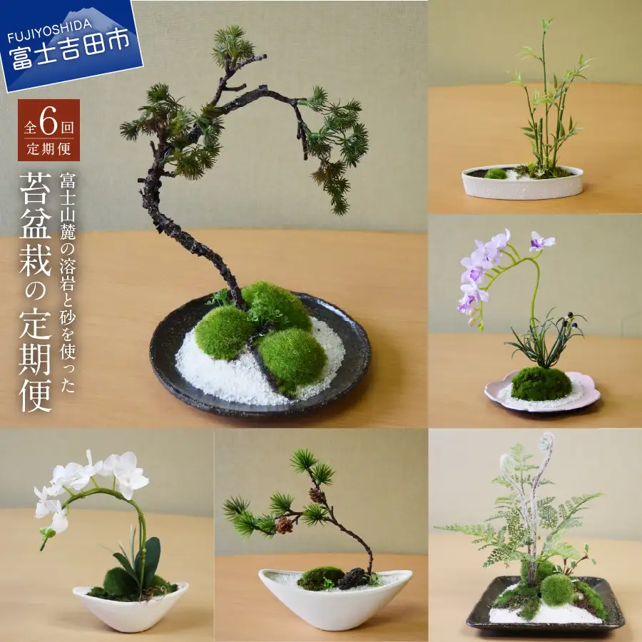 【偶数月にお届け】和モダン 苔盆栽の6回定期便 