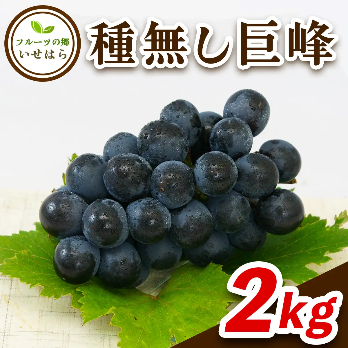[2026年8月中旬以降発送 数量限定] 2026年産フルーツの郷いせはら 種無し巨峰 2kg [1189]