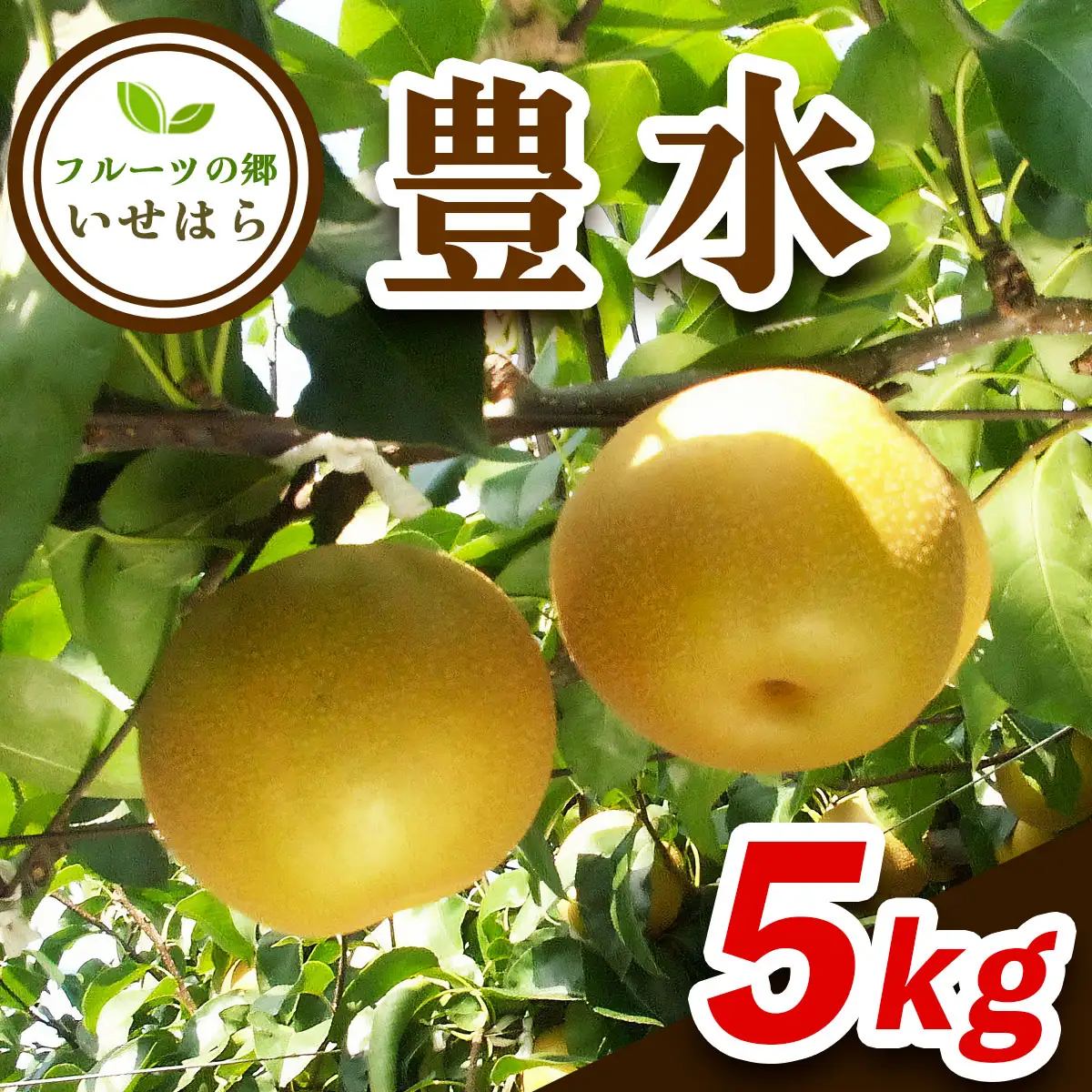 [2026年8月下旬以降発送 数量限定] 2026年産フルーツの郷いせはら 豊水 5kg [1190]