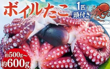 ボイルたこ 約500g～600g（1匹 頭付き） タコ 蛸 瀬戸内ダコ