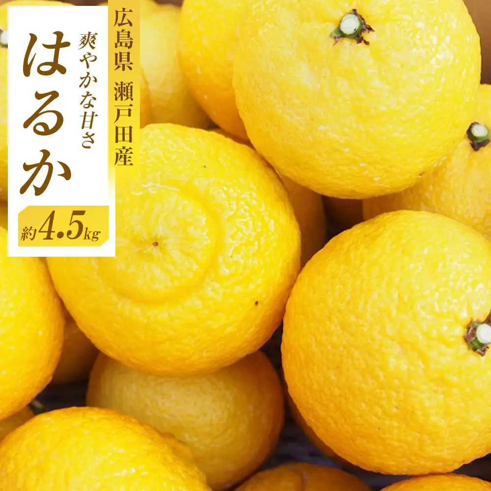 【先行予約】爽やかな甘さ はるか 4.5kg　＜2027年2月下旬より発送開始＞