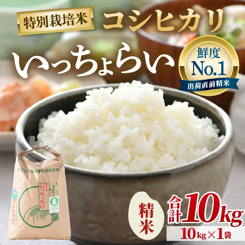 【先行予約】【令和8年産・新米】【一等米】特別栽培米いっちょらい 精米 10kg×1袋 ／福井県産 ブランド米 コシヒカリ ご飯 白米 新鮮 大賞 受賞 ※2026年10月上旬以降順次発送予定 [aw012-a040]