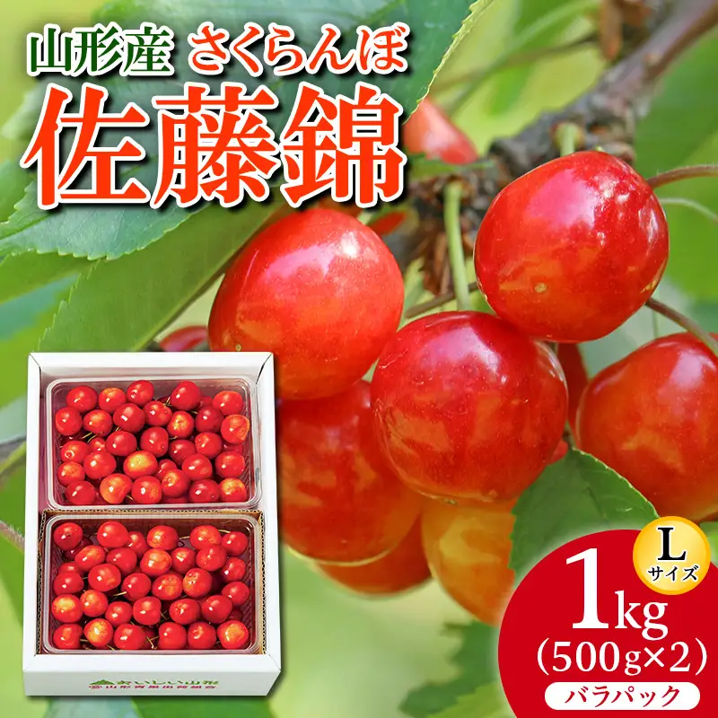 さくらんぼ 佐藤錦 Ｌ1kg(500g×2) バラパック 【令和9年産先行予約】FS26-654