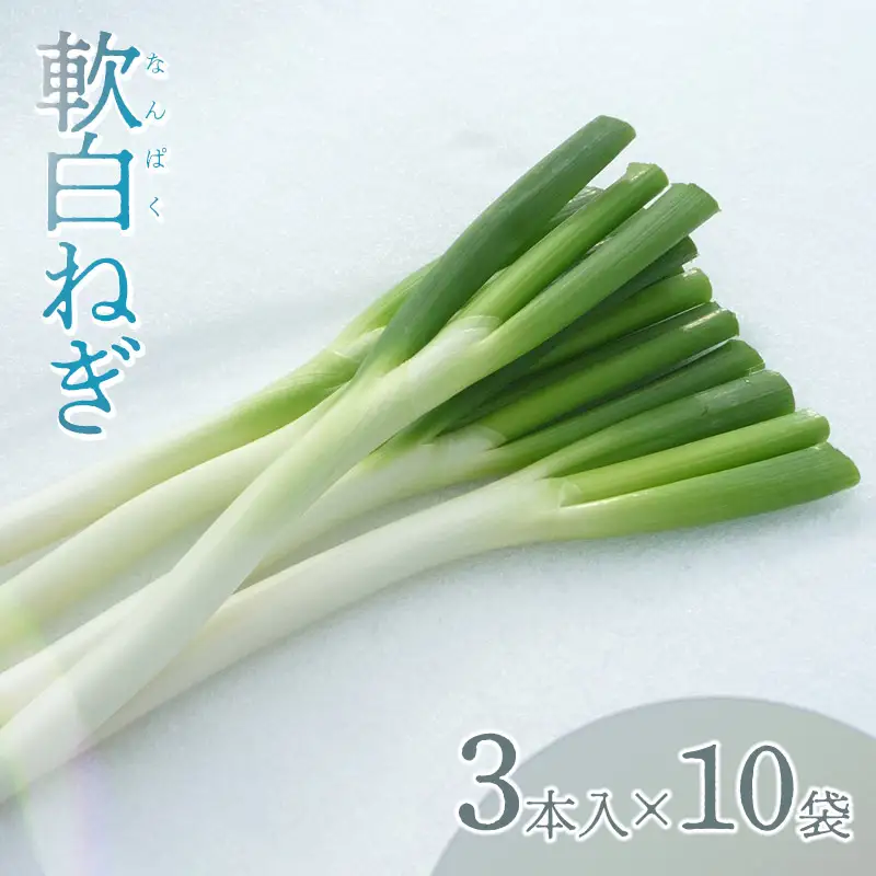 軟白ネギ 1箱(3本入り×10袋) 【令和8年12月より発送】 山形県鶴岡市産 鶴岡協同ファーム