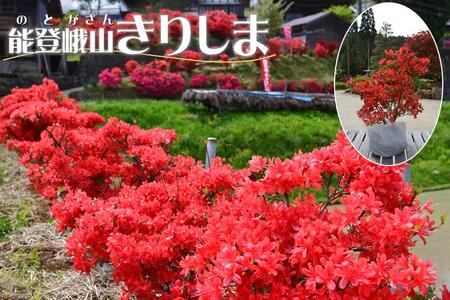 深紅に咲き誇る能登のキリシマツツジ 能登峨山きりしま